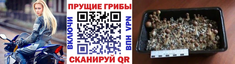 blacksprut зеркало  маркетплейс наркотические препараты  Галлюциногенные грибы GOLDEN TEACHER  Кирово-Чепецк 